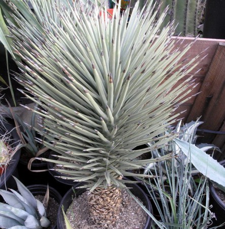 Yucca brevifolia Engelm., King, U. S. Geol. Expl. 40th Par. Rep. 5: 496, 1871